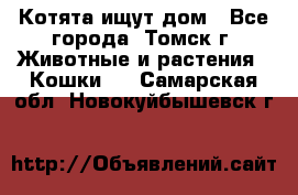 Котята ищут дом - Все города, Томск г. Животные и растения » Кошки   . Самарская обл.,Новокуйбышевск г.